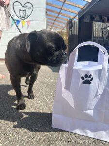 dog with gift bag