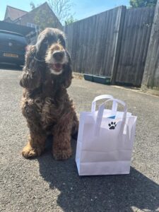 dog with gift bag