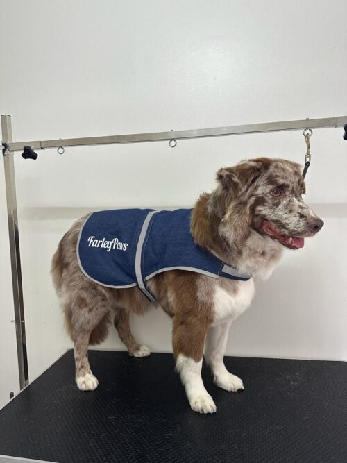 image of dog denim coat size large