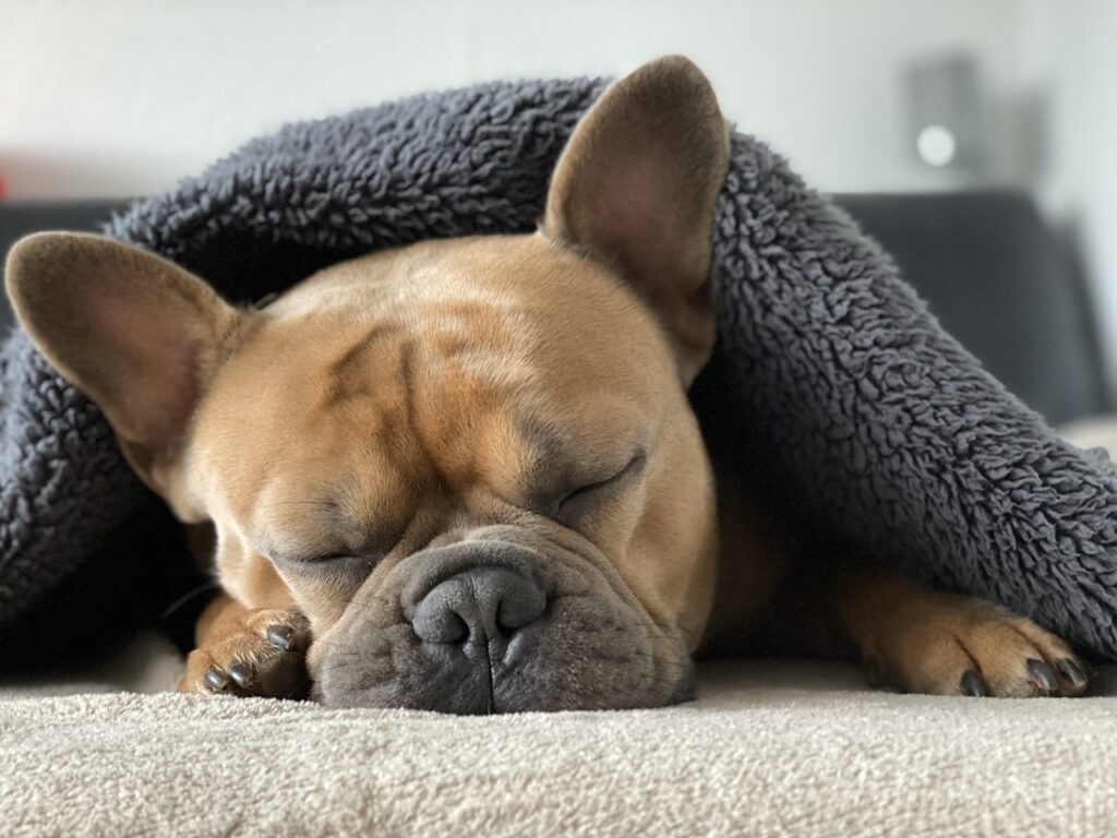 french bulldog, dog, sleep-4713013.jpg